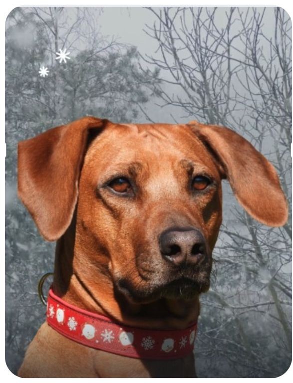 Vánoční obojek pro psa Santa